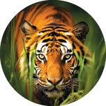 Real Tiger 1