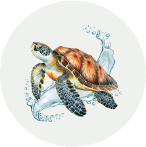 Turtle_OK